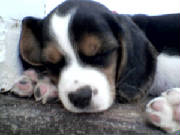 cleo000.jpg